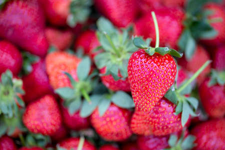 Strawberries on the counter of a farmers market. Selective focus.の写真素材