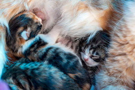 Newborn kittens and mother cat. Mother cat breastfeeding her kittens.の写真素材