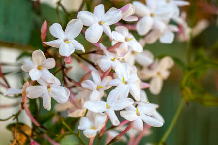 Beautiful white flowers of jasmine close-up on blurred backgroundの写真素材