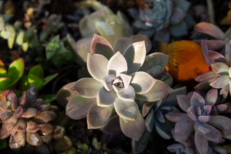Miniature succulent plants in a botanical garden, close upの写真素材