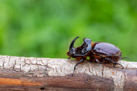 Oryctes nasicornis