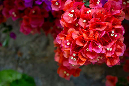 Bougainvillea is a genus of flowering plants in the family Rosaceae.の写真素材