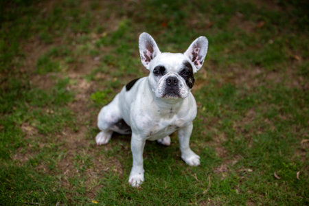 French bulldog sitting on the grass in the garden. Selective focus.の写真素材
