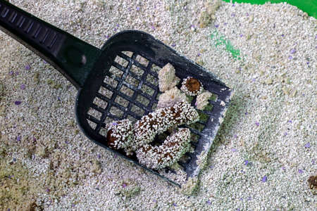 Cactus seeds in a plastic scoop on a background of pebblesの写真素材