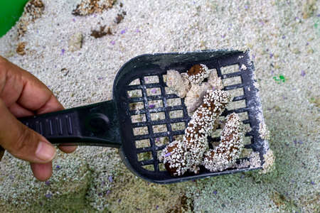 Coconut shell on the black sieve. Coconut shell.の写真素材