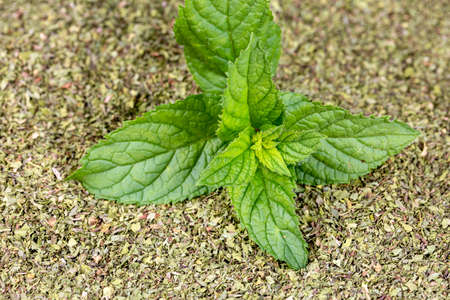 Dried and green mint