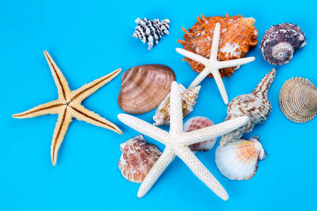 Various sea shells, concept, design, photo, background