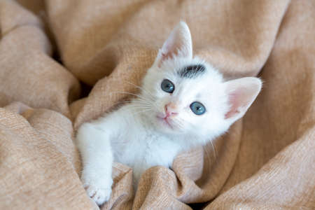 Cute white kitten with blue eyes on a beige blanket.の写真素材