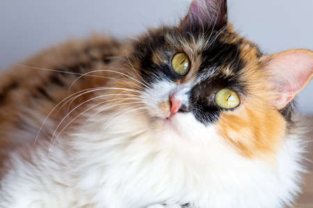 Long haired calico cat cuteの写真素材