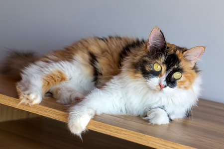 Long haired calico cat cuteの写真素材