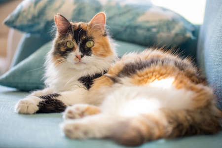 Tricolor cat lying on the sofa and looking at the cameraの写真素材