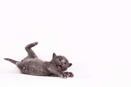 pet animal; cute cat indoor.の写真素材