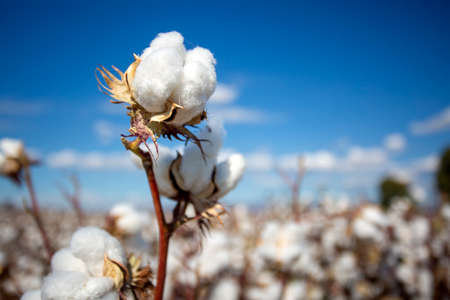 Cotton plant ready to harvest on a cotton field in Australia.の写真素材