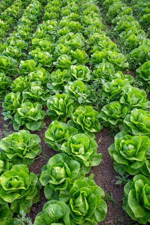 Green fresh lettuce field
