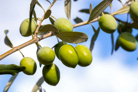 Green olives on olive tree branch. Olive tree branch with olivesの写真素材