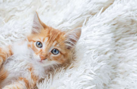 Cute ginger kitten with blue eyes lying on white fur blanket.の写真素材