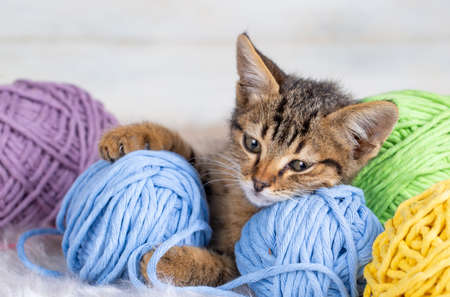 Cute tabby kitten playing with balls of yarn on wooden backgroundの写真素材