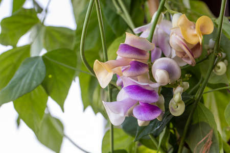 Purple and yellow flowers of Crotalaria grandiflora in the gardenの写真素材