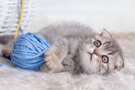 Pet animal cute scottish fold kitten silver