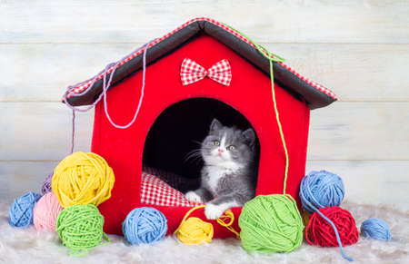 British bicolor kitten, gray and white cute catの写真素材