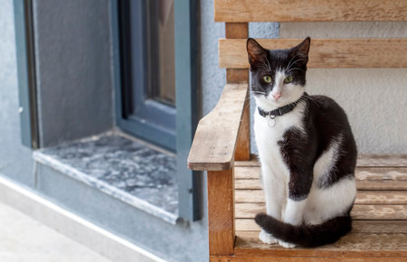 Big eared, tuxedo house catの写真素材