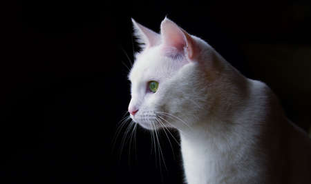 pet animal; cute catの写真素材