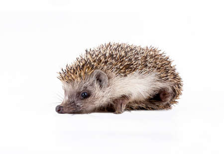 Hedgehog isolated on white background. Wild, native, european hedgehog.の写真素材