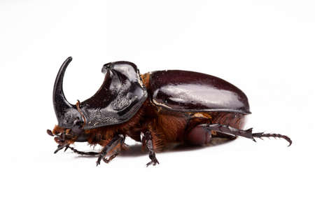 Female rhinoceros beetle isolated on white background. Studio shot.の写真素材