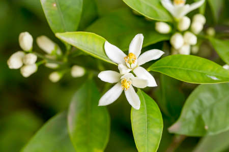Fresh orange tree blossom, citrus fruit flowerの写真素材