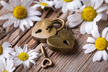 Golden padlock heart with white daisy. Valentine's day concept photo.の写真素材