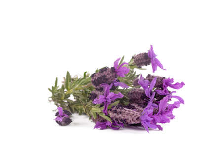 Lavandula Stoechas (French lavender; Spanish Lavender; Topped Lavender); isolated on whiteの写真素材