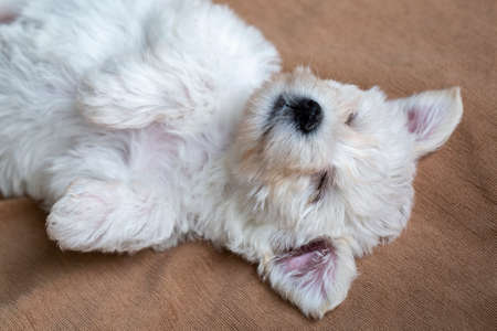 Cute white puppy of Maltese lying on a brown blanket.の写真素材
