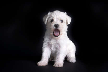 Very cute maltese terrier puppy dog
