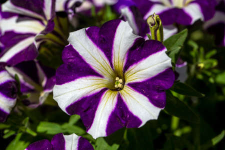 A closeup shot of a beautiful purple and white petunia flowerの写真素材