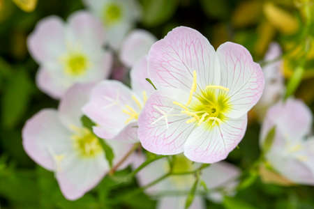 Beautiful white and pink evening primrose flowers in the garden.の写真素材