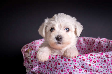 Cute Maltese puppy in a basket on a black background.の写真素材