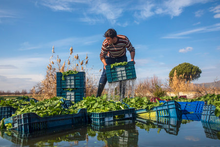 Washing workers after spinach, arugula cultivation. Izmir - Turkey. February 01, 2023のeditorial素材