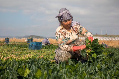 Seyrek - Foca - Izmir - Turkey, January 25, 2023, Seasonal workers working in a spinach field.