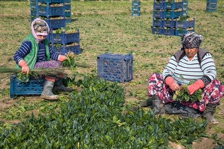 Seyrek - Foca - Izmir - Turkey, January 25, 2023, Seasonal workers working in a spinach field.のeditorial素材