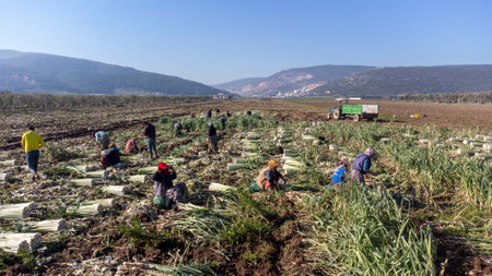 Torbali - Izmir - Turkey, January 24, 2023, Seasonal workers working in a leek fieldのeditorial素材