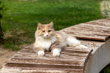 Beautiful cat sitting on a wooden bench in the park. Toned.