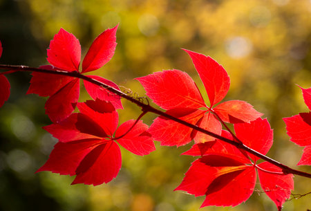 Autumn colors: leaves of Parthenocissus tricuspidata
