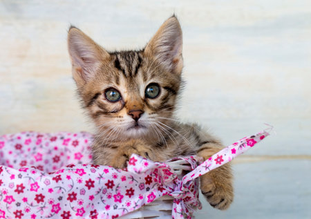 pet animal; cute kitten tabbyの写真素材