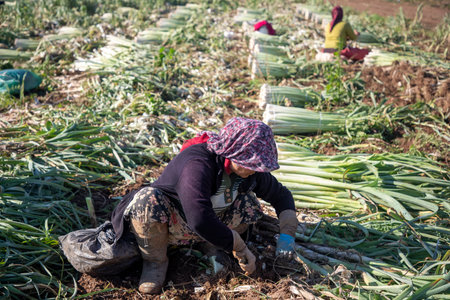 Torbali - Izmir - Turkey, November 4, 2021, Seasonal workers working in a leek fieldのeditorial素材