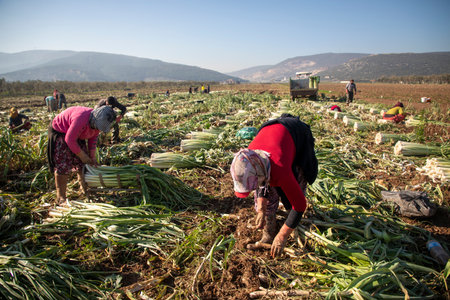 Torbali - Izmir - Turkey, November 4, 2021, Seasonal workers working in a leek fieldのeditorial素材