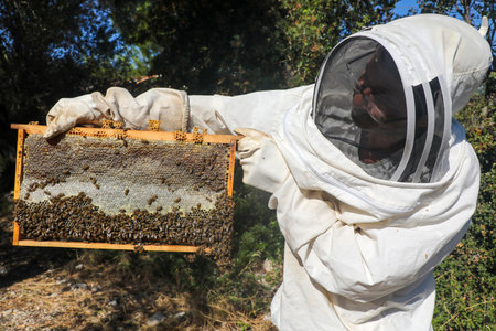 Izmir - Turkey, May 12, 2023, Beekeeping, freshly hatched honeycombs with bees from the beehive. Honey and bee.のeditorial素材