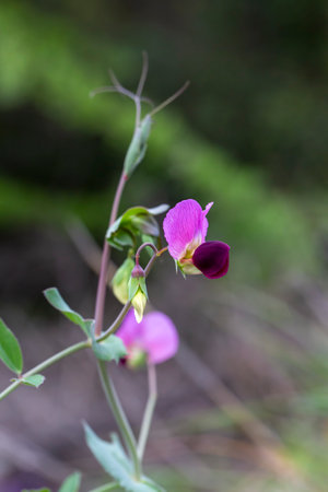 wild pea Flower and leaves - Pisum sativum L.Lathyrus oleraceus L.