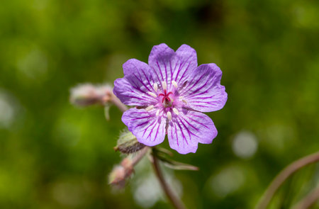 Wild flower, scientific name; geranium tuberosumの写真素材