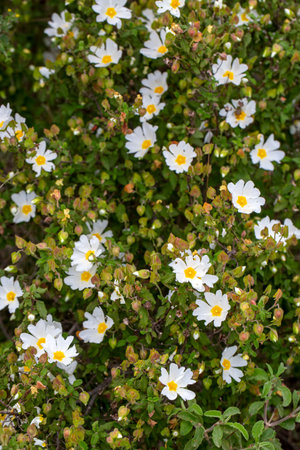 Laden; It is a plant species with white or pink flowers that make up the Cistus genus of the Cistaceae family.の写真素材