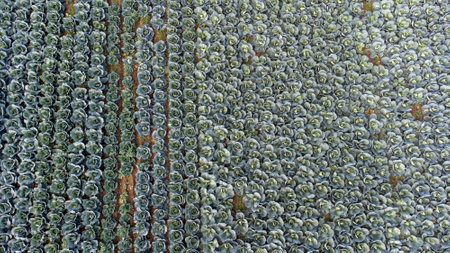 Aerial drone footage; cabbage fieldの写真素材